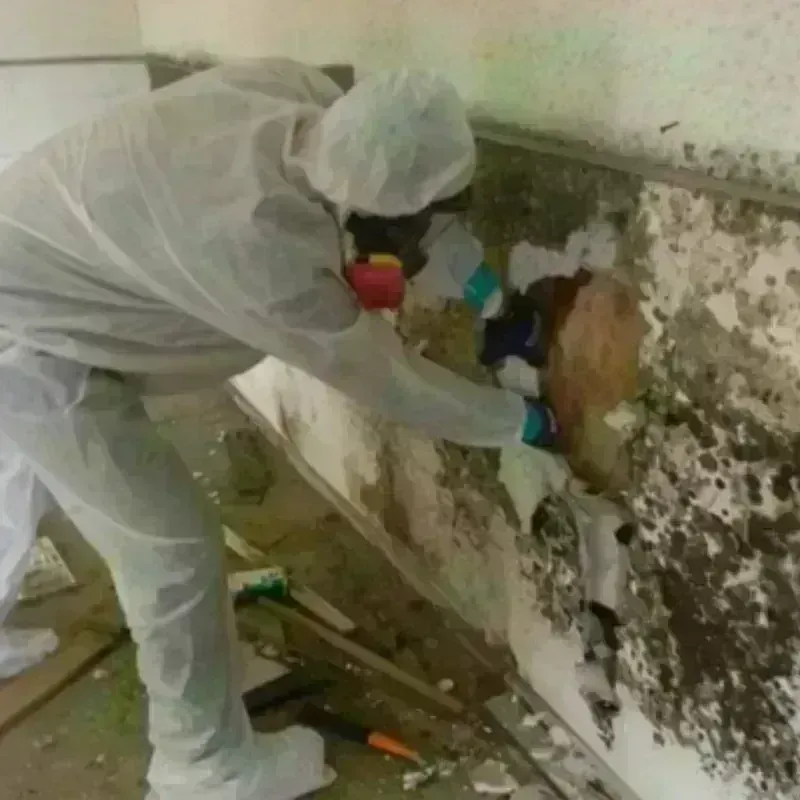 Mold Remediation and Removal in Enon, VA